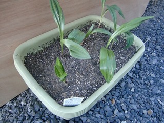 CIMG0857.jpg